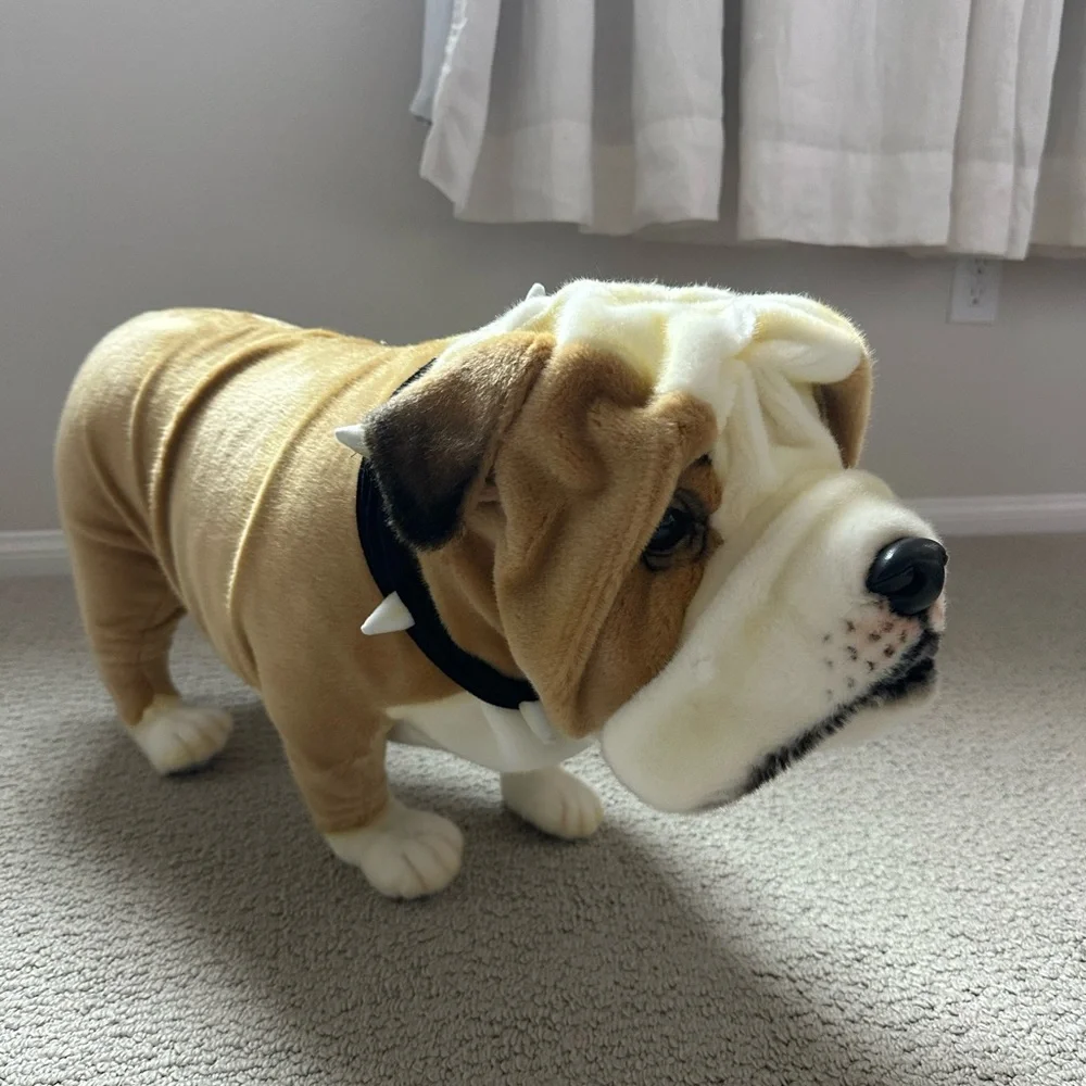 Odin Parker Bulldog - Picture 7 of 7